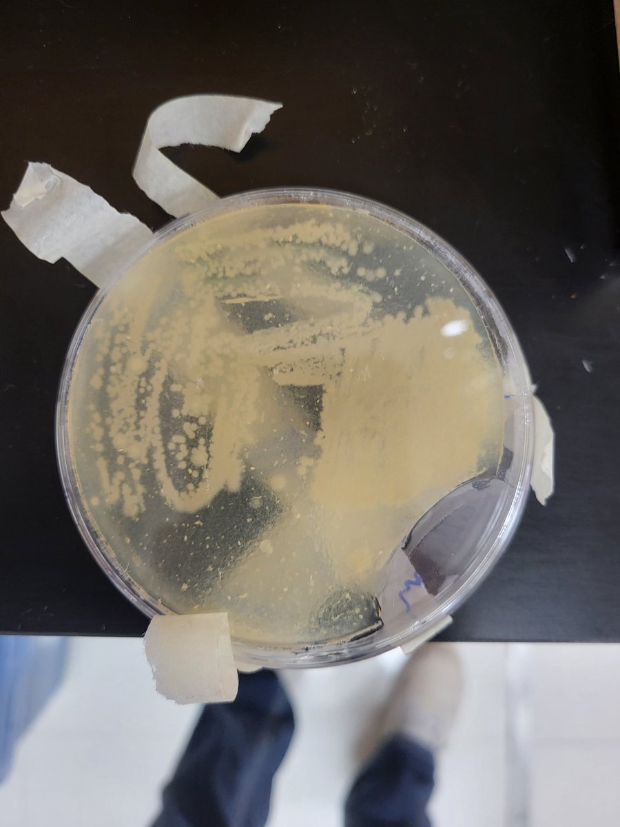 Kaitlyn Zoesch, M. Ed tweet media