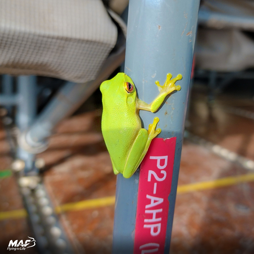 We're hopping into the weekend like this little guy who was caught trying to catch a free ride on an MAF plane in Papua New Guinea! 📷 Glenys Watson #FunFriday #HowRibbiting #ToadallyAwesome #FrogOnAPlane #frog #amphibian #froggy