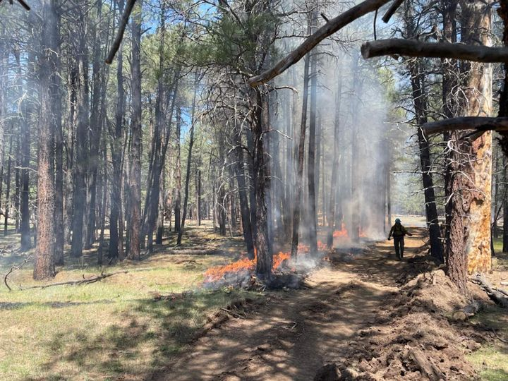 Fire and road managers have re-opened Clints Well-area roads following a temporary closure due to firing operations on the Wolf Fire, located on the Coconino National Forest’s Mogollon Rim Ranger District. State Route (SR) 87 has opened in both directions between the SR 260…