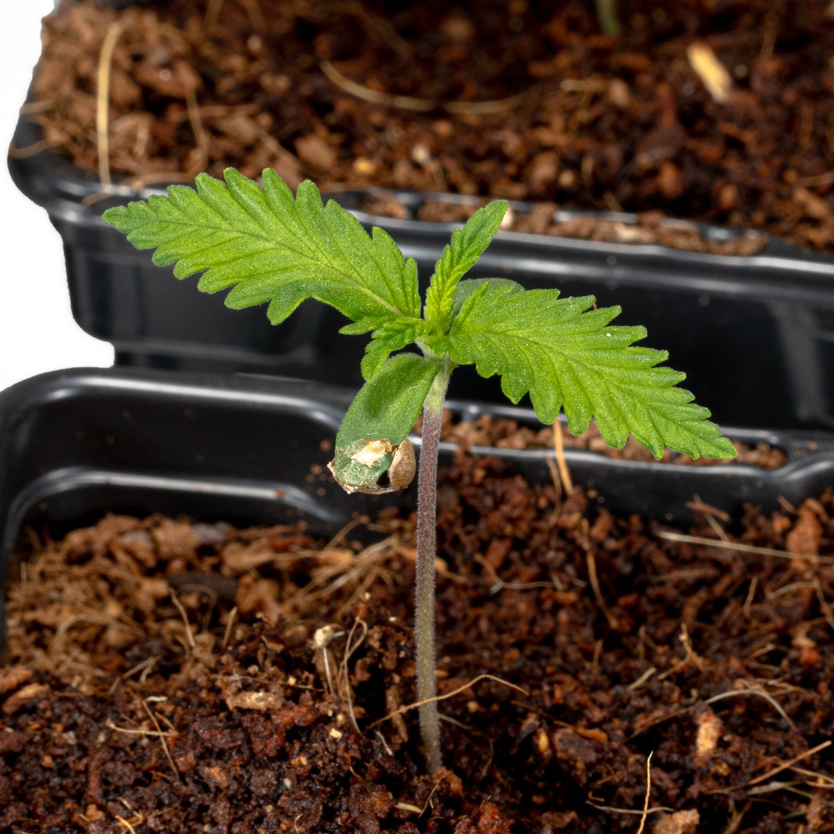 Greenseedtests's tweet photo. Do Si Dos x Loveless de @GreenbudSeeds en la macetita de medio litro hechando b uenas raice y creciendo un poco antes del trasplante a la maceta definitiva. https://t.co/BEc8CFAyQh