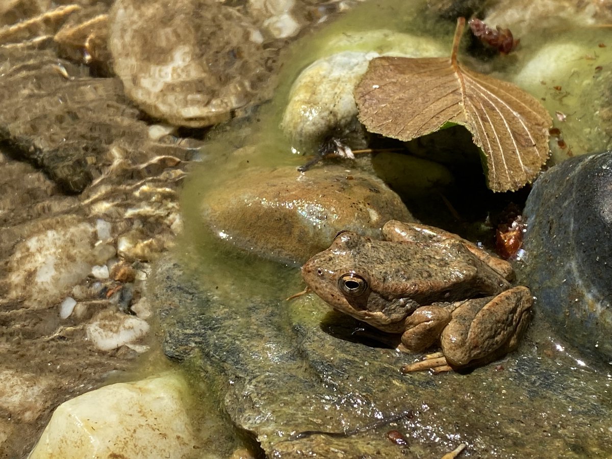 Welcome to Frog Fridays. What is putting this amphibian friend at risk? Listen to the audio story to get the answer at fs.usda.gov/detail/r5/home… or on your favorite podcast platform.
