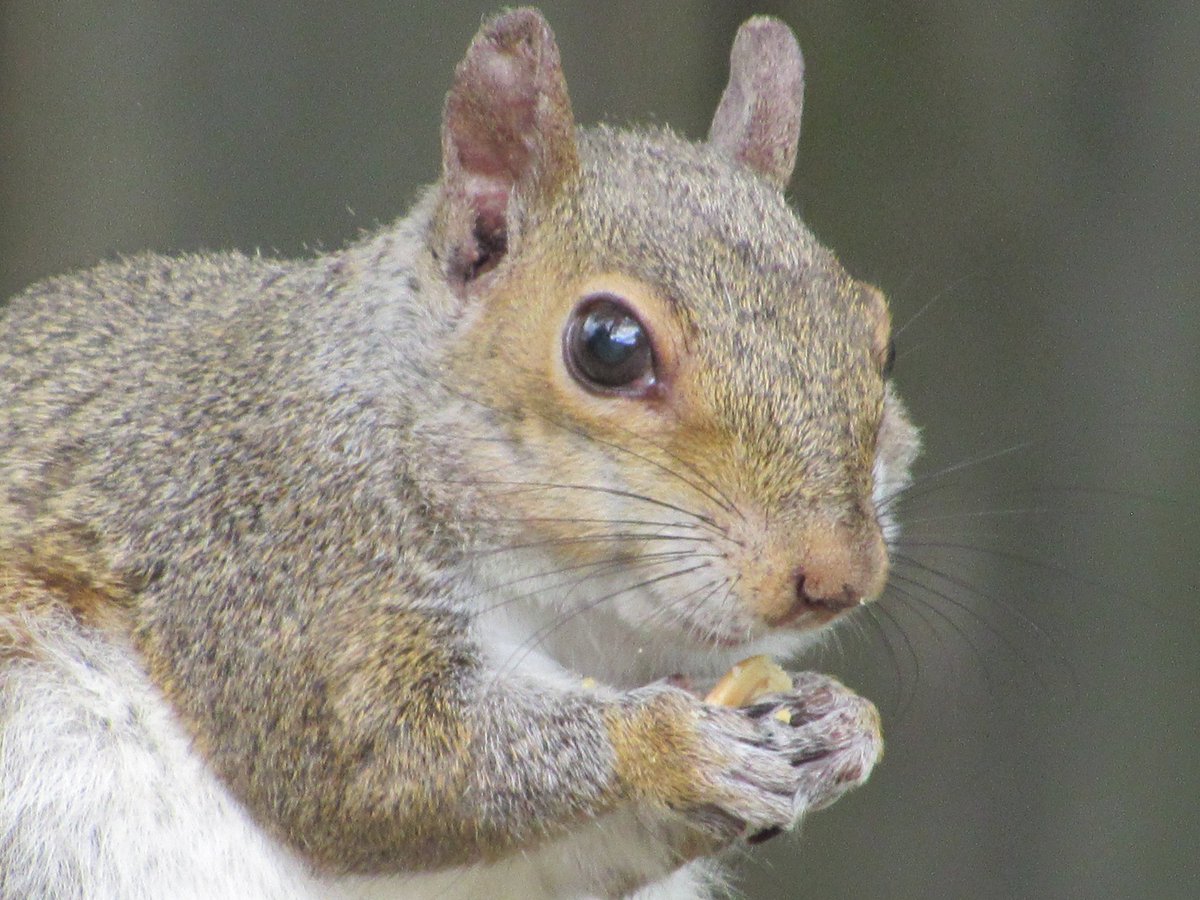 Clara arrives each day ~
She has a healthy apatite & I make sure she has plenty. She's a elderly squirrel with issues. She doing the best she can.