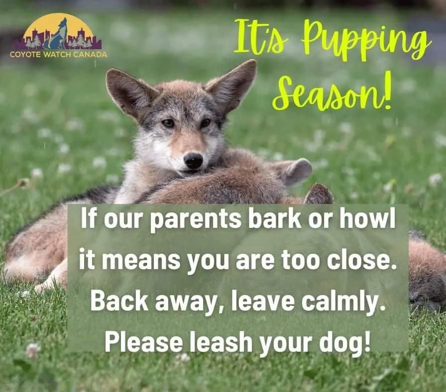 Coyote Watch Canada tweet media