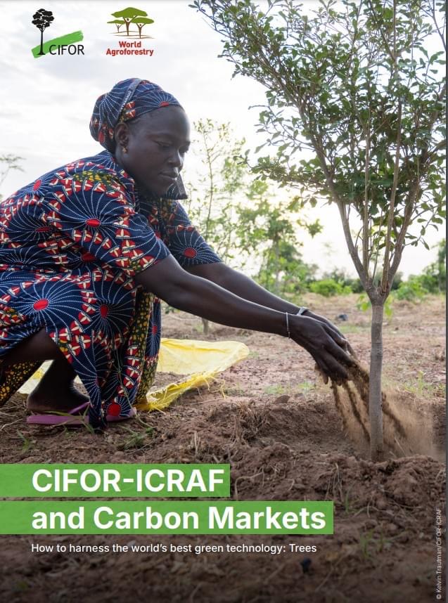 📚: This brief outlines the wealth of expertise that CIFOR-ICRAF offers to companies that want to invest in the right land #carbon projects at the right place for the right purposes, with the right safeguards and benefits for all. 🔗: bit.ly/4agibIZ #Trees4Resilience
