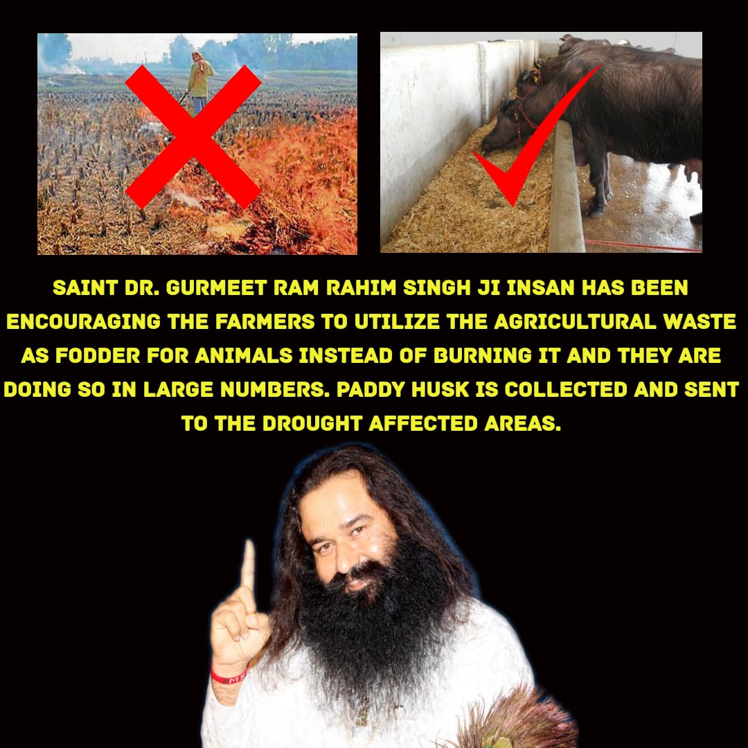 Burning agricultural waste both causes air pollution and reduces the fertility of the soil so Saint Ram Rahim Ji Insan encourages farmers not to burn agricultural waste instead use it as fodder for for animals #PollutionFreeNation