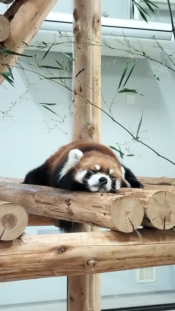 日本平動物園から来たガオガオ(縞縞)
豊橋総合動植物公園にて元気に…
寝てますw
