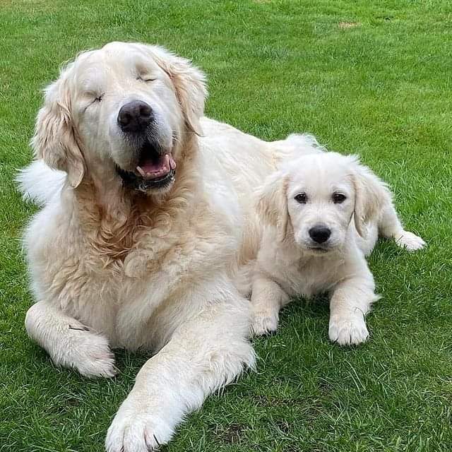 No importa que no veas siempre serás la mejor mamá para tu pequeño cachorro....