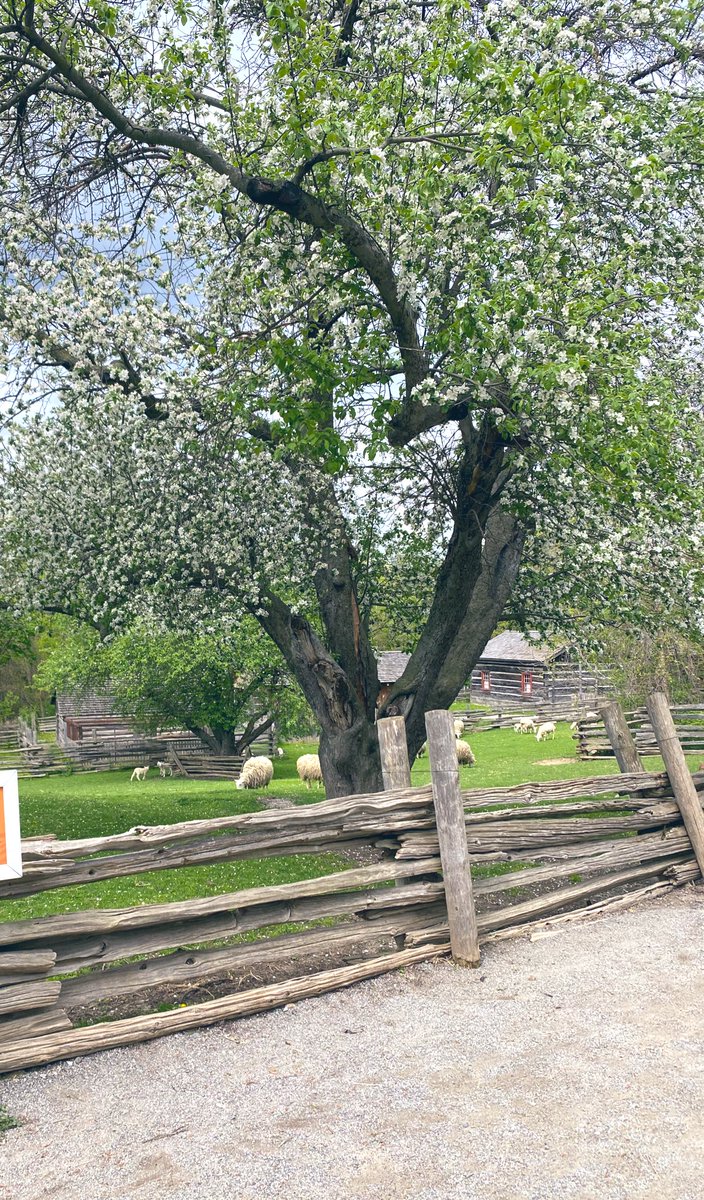 A great day of learning on our 6th field trip of the year to The Village at Black Creek <a href="/ms_alexiou/">Anastasia</a>