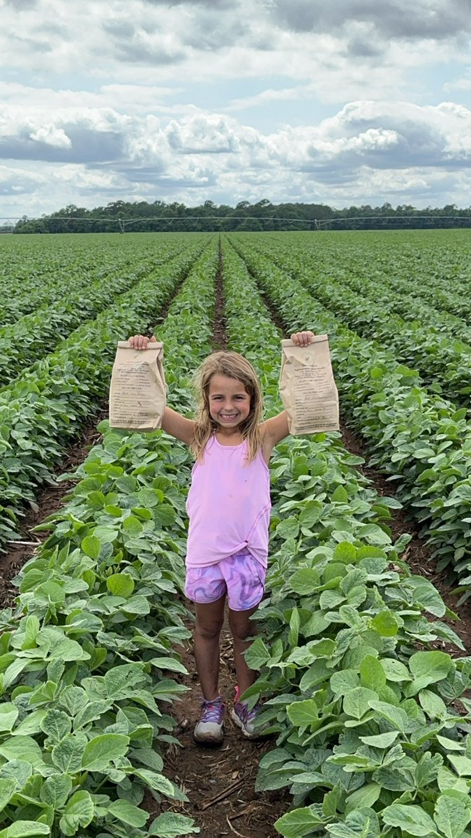 Soybeans are rollin!! Tissue sample season in full swing now so the plants can tell us what they need