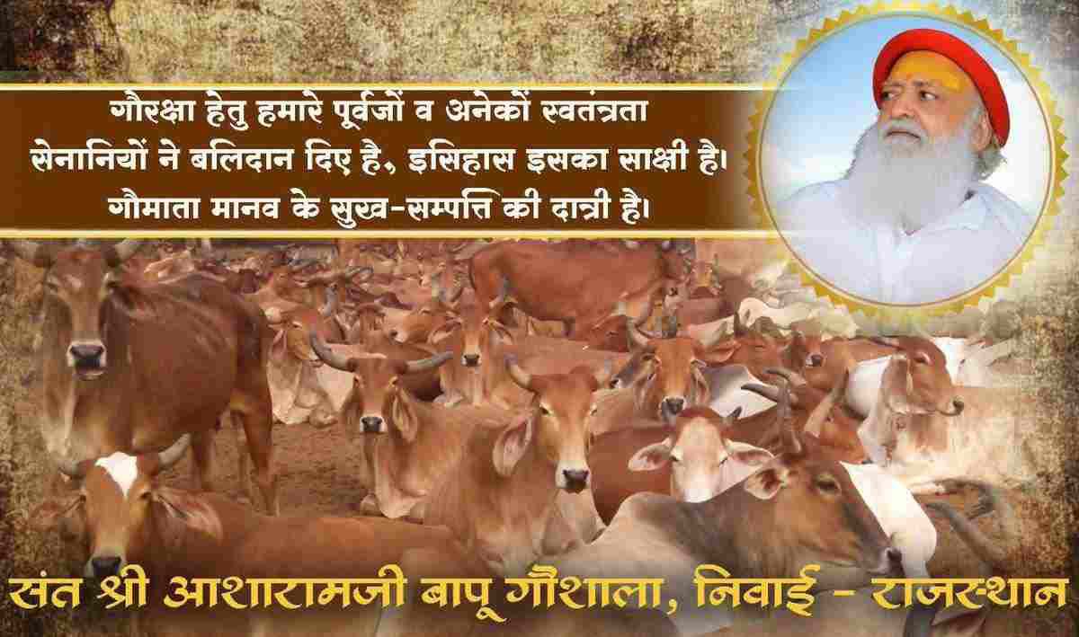 #SaveOurDesiGaay Gau Rakshak Sant Shri Asharamji Bapu ~ 'Ham Gaay Ko Nahi, Gaay Hame Palti Hai' has brought this Brahma Vaakya to life by making the cowsheds run by the ashram self-reliant. Thousands of cows that used to go to slaughterhouses r now feeding hundreds of families.