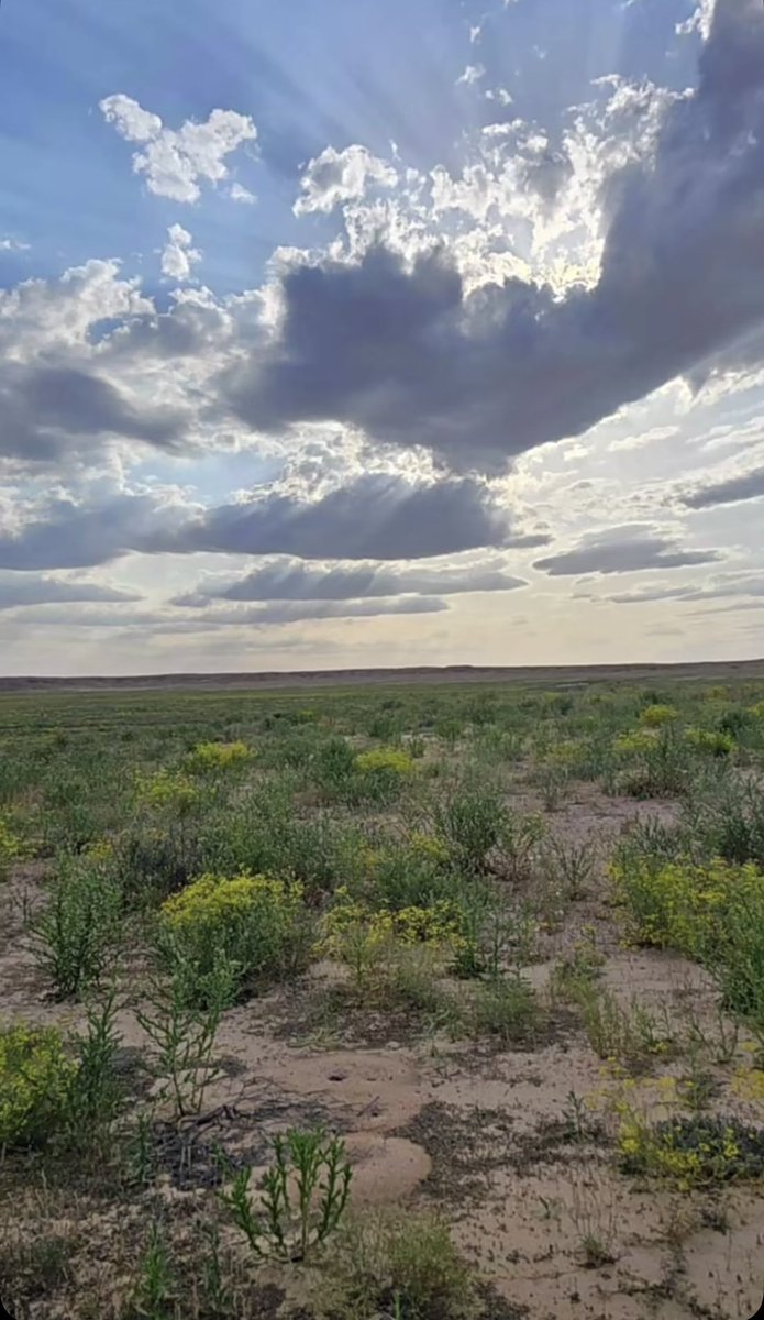 ياعفيفه لـدي العين في معنى العفاف
وامنـي قلبٍ تمادى على حد الخطر

انعشـي عرق المشاعر بعد طول الجفاف
مثل ماينعش ثرا الارض همال المطـر