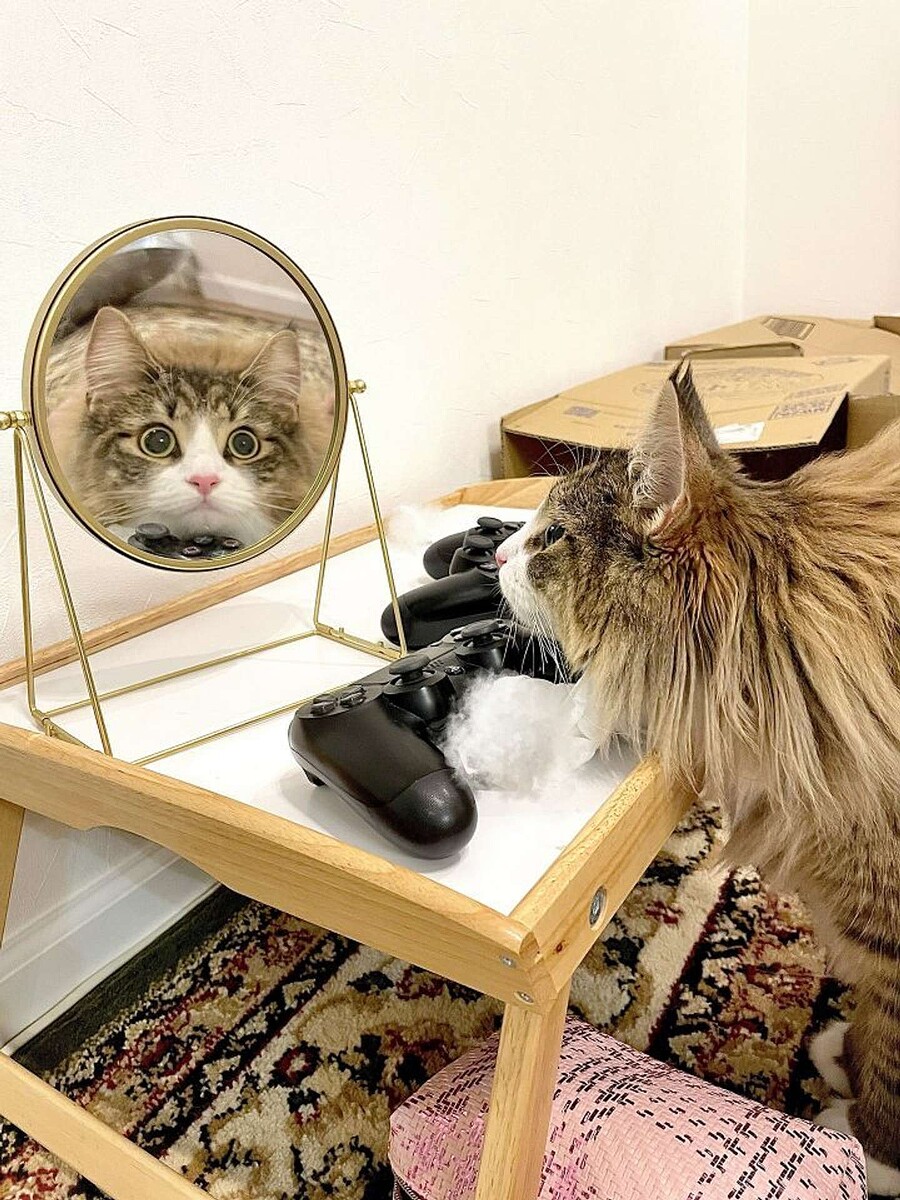 【きょとん】「これが...私？」 初めて鏡を見た猫のビックリ顔
news.livedoor.com/article/detail…

鏡を覗いているのはノルウェージャンフォレストキャットのしろあんちゃん。撮影中、しろあんちゃんは鏡越しに飼い主が見えることにも驚いていたという。Xの投稿には「すごい表情」などの声が寄せられた。