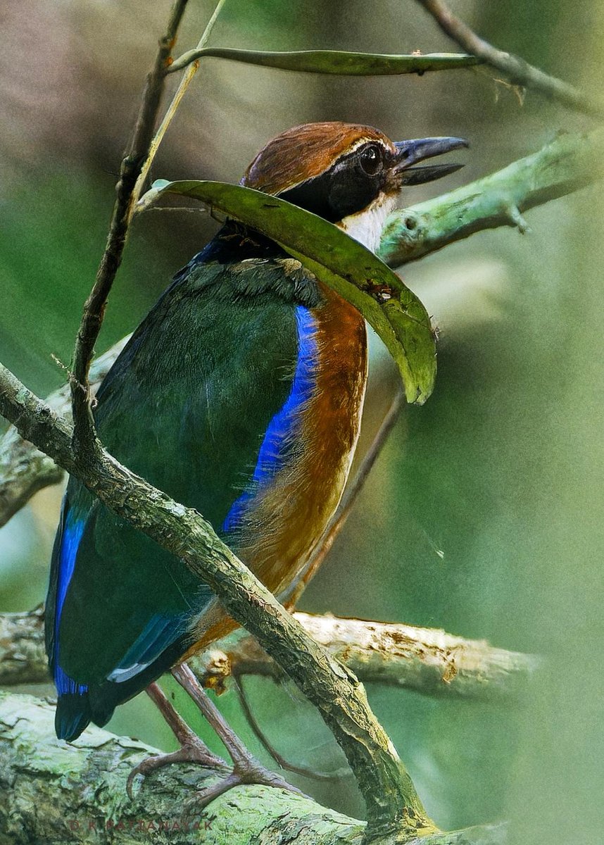 A glimpse of the Mangrove Pitta (Pitta megarhyncha) through the thick mangrove vegetation, at the same time battling the mud, mosquitoes and sharp roots of the trees.
Status: Near threatened. 
#IndiAves #ThePhotoHour #BBCWildlifePOTD #natgeoindia