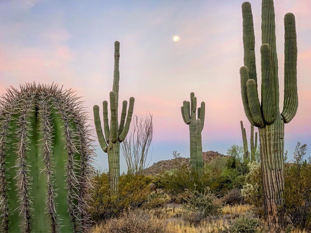 Happy National Cactus Day! 🌵 Did You Know?! 🌵 Saguaro's are exclusive to the Sonoran Desert 🌵They can live up to 200 years 🌵They can sprout up to 25 arms 🌵Largest cactus in the U.S. 🌵 Arizona's state flower is the Saguaro Blossom 📸 Kris Heap