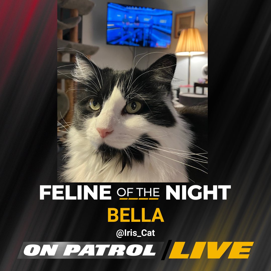 Tonight's #OPLive #FelineoftheNight is BELLA. Congratulations, @Iris_Cat. #OPNation #REELZ #OPWeekend