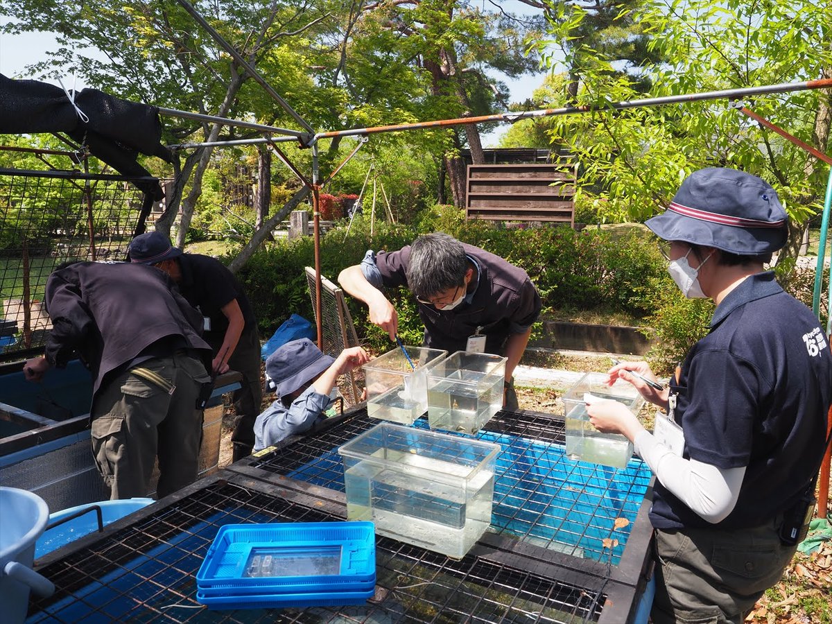 kyotoshidoubut1's tweet photo. あのね！どうして！？Q564-567更新しました。
https://t.co/Bs03sIfn2n

#京都市動物園 #kyotocityzoo #あのね #どうして #2月分回答 #question #answer #Februry #獣医師 #チンパンジー #野生復帰 #モエギハコガメ #ヒラセガメ #veterinary #chimpanzee #IndochineseBoxTurtle #KeeledBoxTurtle https://t.co/ELZXmUmLSy