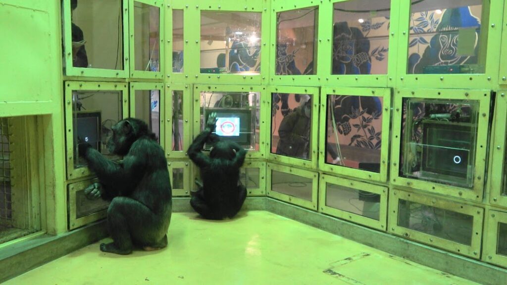 kyotoshidoubut1's tweet photo. あのね！どうして！？Q564-567更新しました。
https://t.co/Bs03sIfn2n

#京都市動物園 #kyotocityzoo #あのね #どうして #2月分回答 #question #answer #Februry #獣医師 #チンパンジー #野生復帰 #モエギハコガメ #ヒラセガメ #veterinary #chimpanzee #IndochineseBoxTurtle #KeeledBoxTurtle https://t.co/ELZXmUmLSy