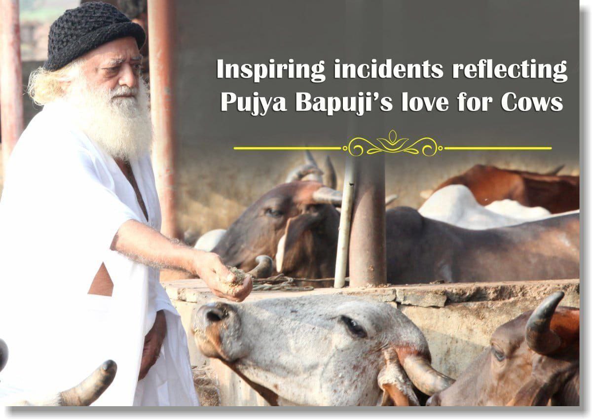 The teachings of Sant Shri Asharamji Bapu inspire us to be committed Gau Rakshak 🐄.
By cherishing and protecting our Desi Gaay we not only respect tradition but also support a sustainable future. #SaveOurDesiGaay and remember  Gaay Hame Palti Hai 🙌