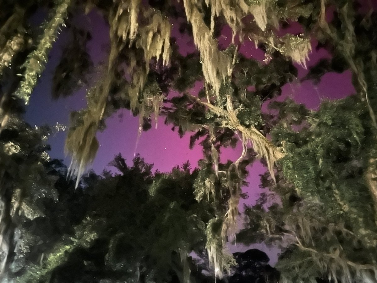realMaxNelson's tweet image. Northern Lights and Spanish Moss