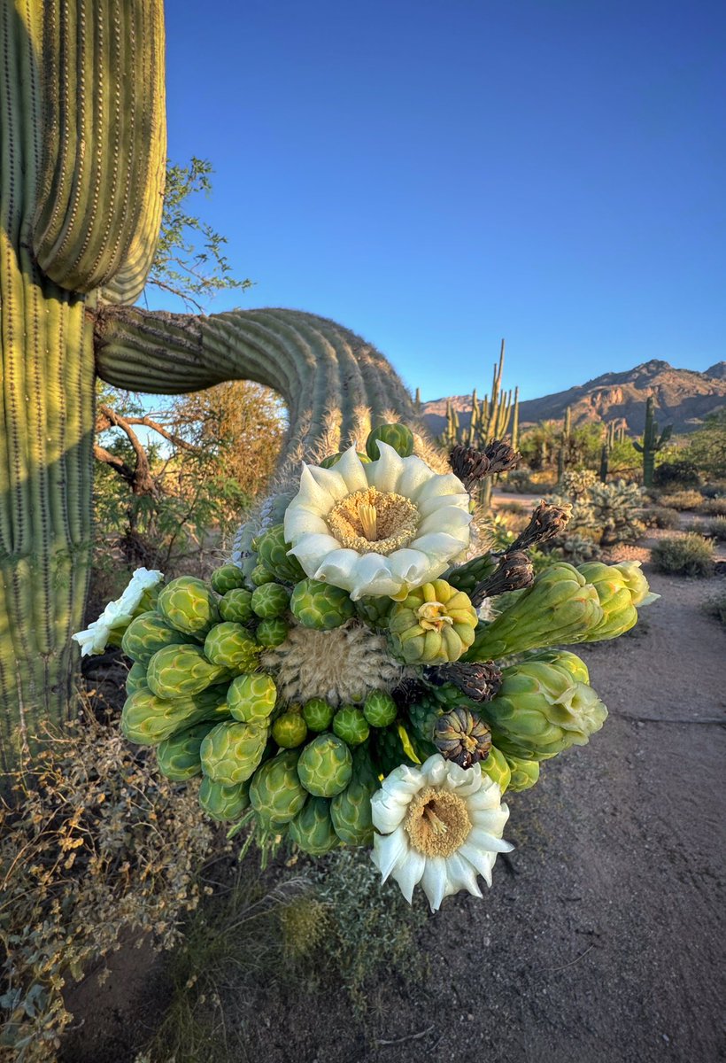 Allophile's tweet image. National Cactus Day—get outside and see what May coaxes out of the desert…
#azwx #getintotheoutthere @ThePhotoHour @desertmuseum @VisitTucsonAZ @ArizonaTourism 
instagram.com/p/C6zxUaTpIqS/…
@apple #shotoniPhone5proMax
