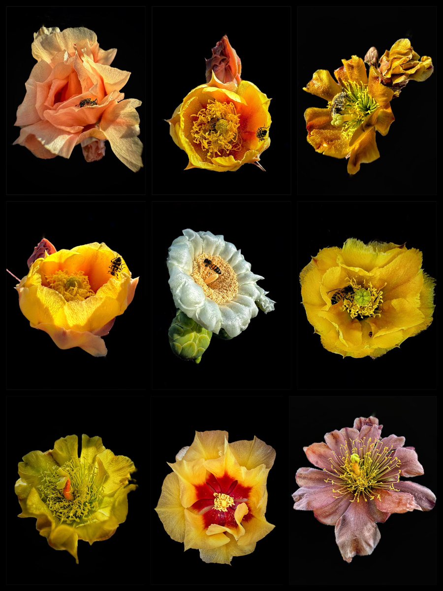 Allophile's tweet image. National Cactus Day—get outside and see what May coaxes out of the desert…
#azwx #getintotheoutthere @ThePhotoHour @desertmuseum @VisitTucsonAZ @ArizonaTourism 
instagram.com/p/C6zxUaTpIqS/…
@apple #shotoniPhone5proMax