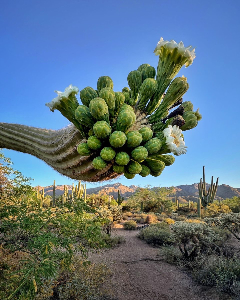 Allophile's tweet image. National Cactus Day—get outside and see what May coaxes out of the desert…
#azwx #getintotheoutthere @ThePhotoHour @desertmuseum @VisitTucsonAZ @ArizonaTourism 
instagram.com/p/C6zxUaTpIqS/…
@apple #shotoniPhone5proMax