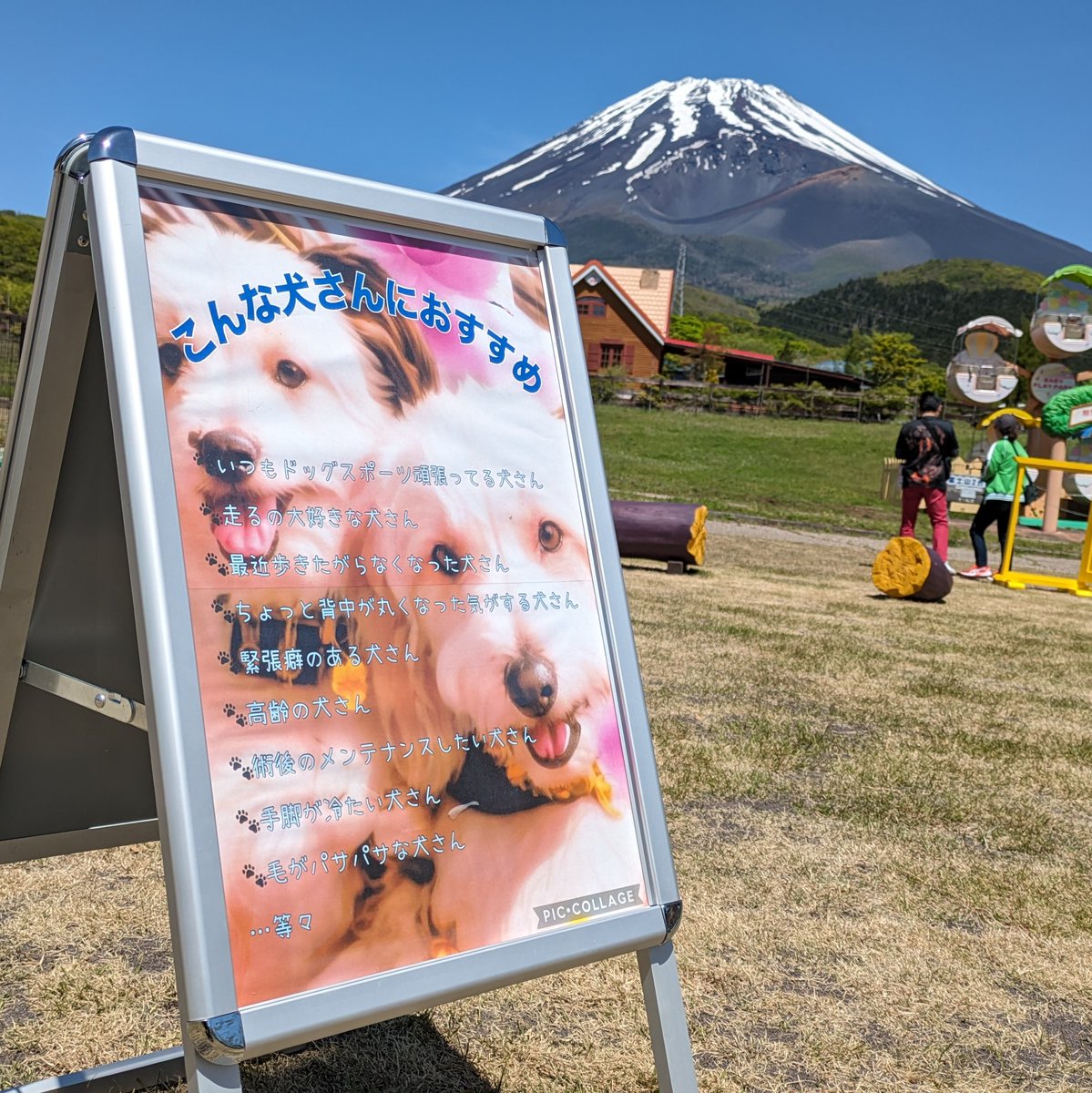 grinpa_official's tweet photo. こんにちぐ~りんぱっ🐶
本日 #わんダフルグリーンパーク に #スウェーデン式ドッグマッサージ の『1.2.3』さん『#Calufa』さんが来てくれています🐕
大切なわんちゃんにいつまでも元気でいてほしいから。
動物理学療法を基に施術されるマッサージは健康維持につながるそうです🥰
ぜひご来場ください✨ https://t.co/GUDEQDYg5U