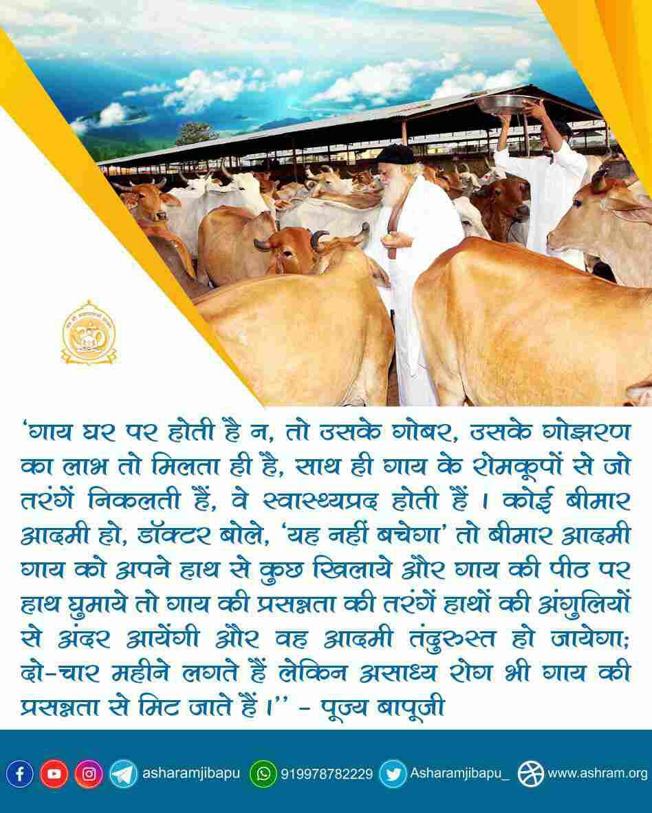 Gau Rakshak संत पूज्य Sant Shri Asharamji Bapu कहते हैं कि हम गाय को नहीं बल्कि Gaay Hame Palti Hai. देशी गाय का गोमूत्र बहुत ही पवित्र माना जाता है।जिनका पान करने से शरीर पूरी तरह शुद्ध होता है एवं कैंसर ,टीवी ,पीलिया आदि अनेक बीमारियां नष्ट होती है। #SaveOurDesiGaay