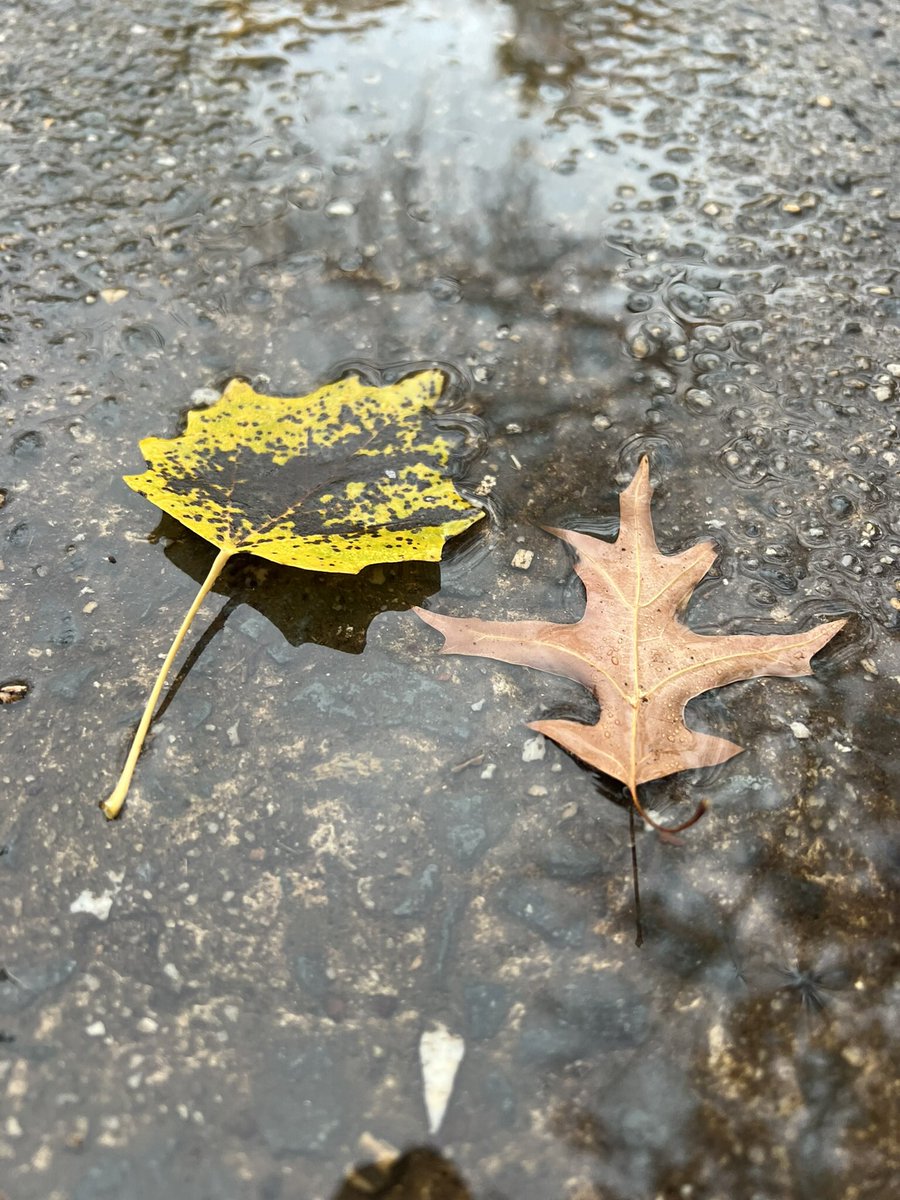 #PuddleArt #Canberra 🍂🍁