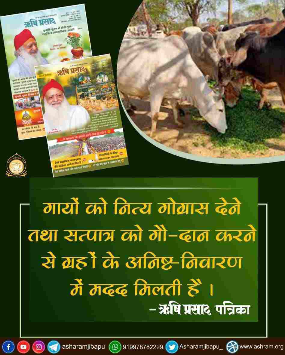 A concern towards saving cow from slaughter is increasing but
Sant Shri Asharamji Bapu has started Cow shelter houses many years ago. Gau Rakshak Bapuji says Gaay Hame Palti Hai as her milk, dung, urine helps us to keep healthy & protects us from deadly diseases
#SaveOurDesiGaay