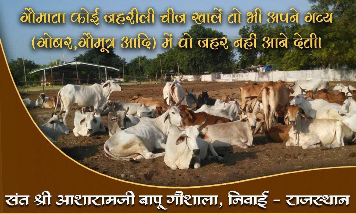 #SaveOurDesiGaay Sant Shri Asharamji Bapu inspired us for Gau Rakshak He says that we can not nourish cow but Gaay Hame Palti Hai by its milk, mud, urine etc.