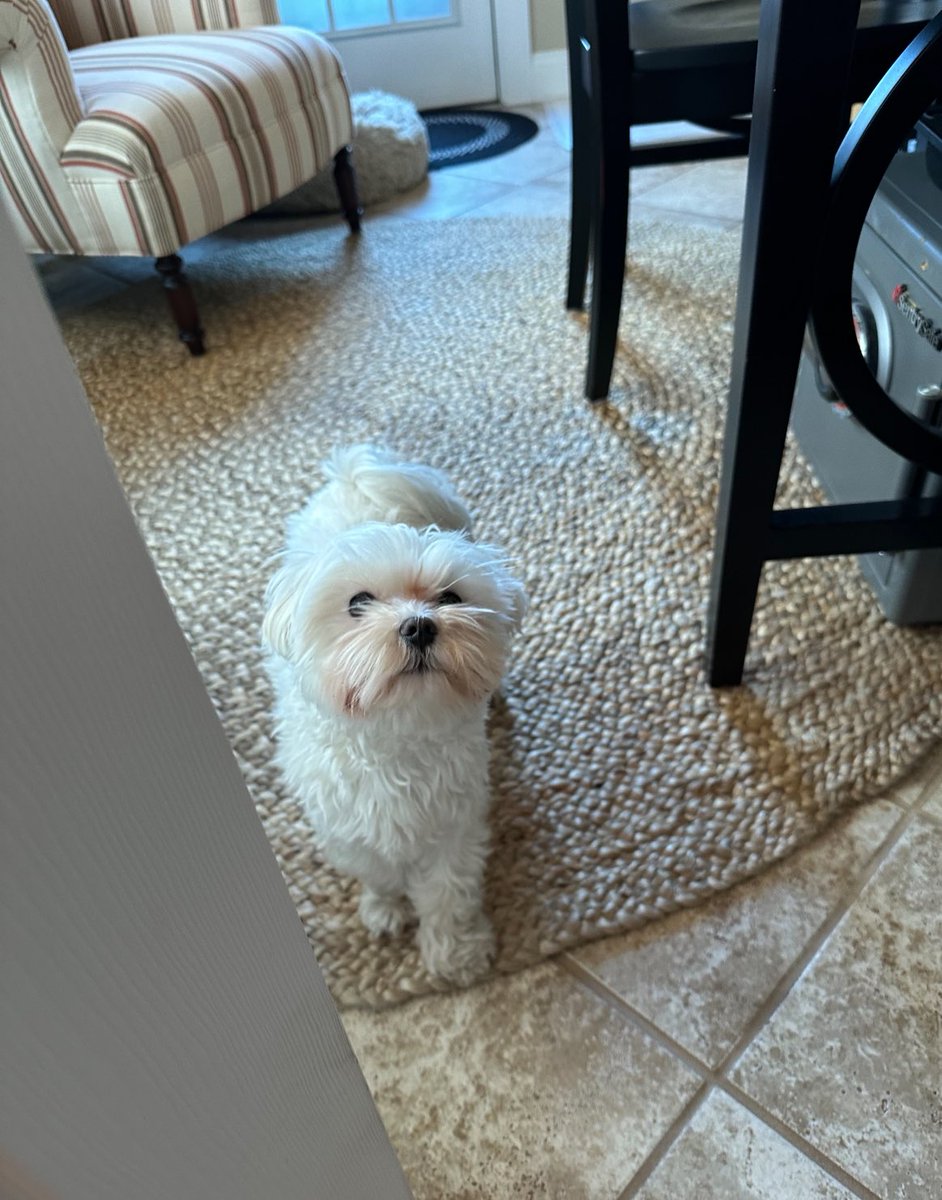 AmyMarieCollin1's tweet photo. #PostAFavPic4VioletMay24
Day 10 clean up! 🧹 I am watching Mum clean the bathroom. (Mum is a bit OCD 🫣) I am supervising & talking to Maizie, my friend from next door. I bark at her through the French door. We’re communicating 🗣️🐾
#DogsOfX #Georgie #King #BFF #DogsBark 😃🙉 https://t.co/whRGlTUoJR