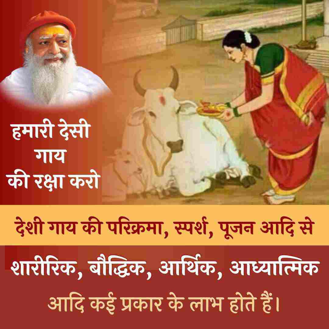 Gau Rakshak Sant Shri Asharamji Bapu सत्संग में देसी गौ की महिमा बताते हैं। देसी गौ माता के सान्निध्य, उसकी सेवा और उसके उत्पादों के उपयोग से होने वाले शारीरिक, बौद्धिक और आध्यात्मिक अद्भुत लाभ हैं। Gaay Hame Palti Hai न कि हम गाय को पालते हैं। #SaveOurDesiGaay