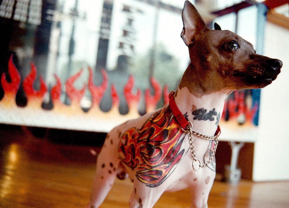 Thoughts on tattooing your pets?