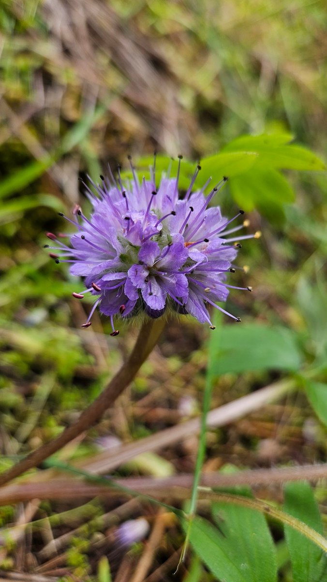 #flowerphotography #total_flowers #raw_flowers #wildflower #floweraddict #forestfloor #stopandlookaround #flora #flowerfriday #flower_daily #wildflowers #pnw #easternoregon