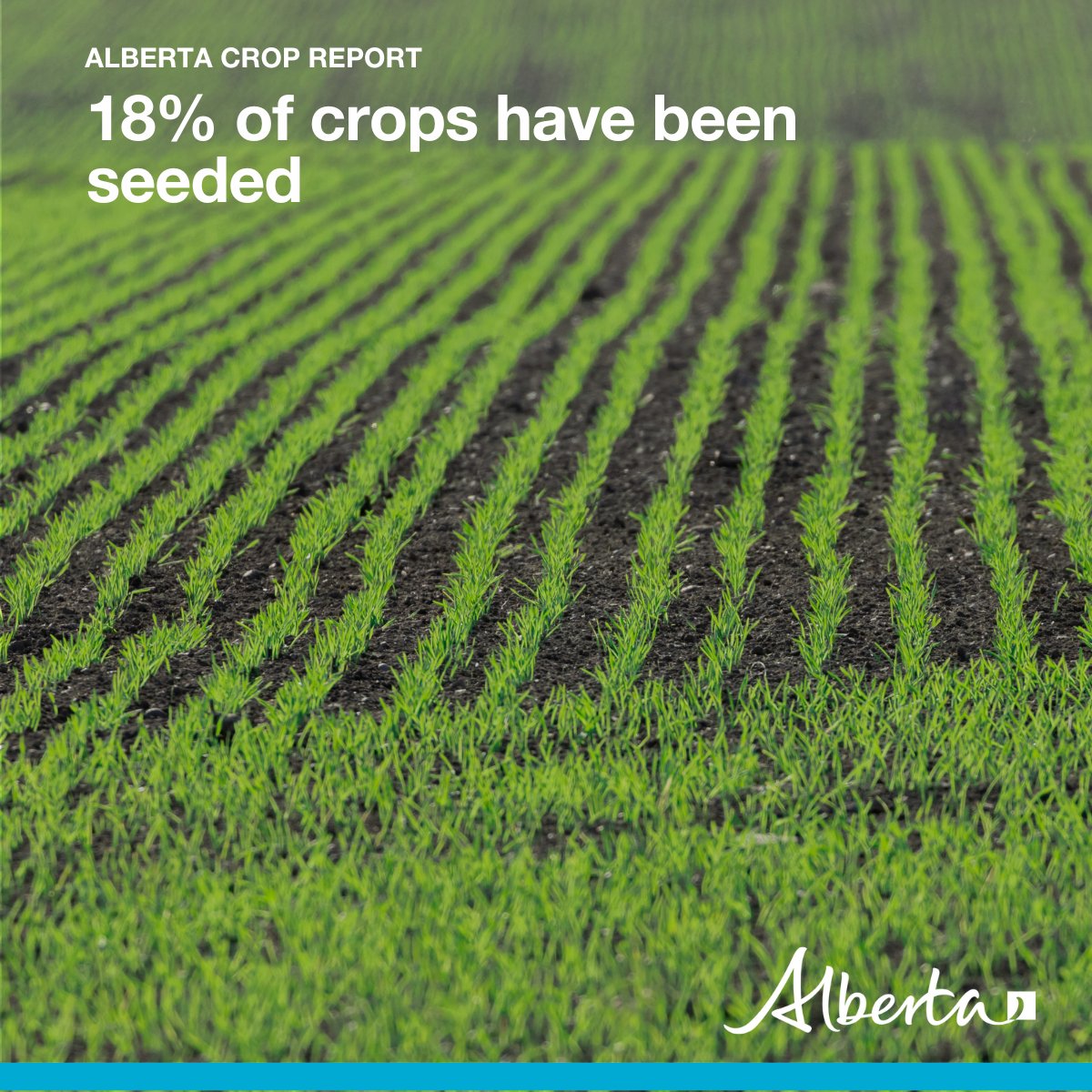 Seeding is underway across the province! The first crop report of 2024 has been released and due to warmer than normal temperatures – 18% of crops have been seeded. This is ahead of the five and 10-year averages. #abag View the latest crop report here: open.alberta.ca/dataset/a8632f…
