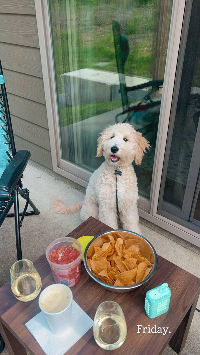 PrangleyWeather's tweet photo. No doubt about it! #PetFriendlyFriday is back and I want to see Mom's favorite pooches I can share on @10TampaBay @FCN2go @precious2311 @11alivenewsdesk https://t.co/I3jEl2cIYT