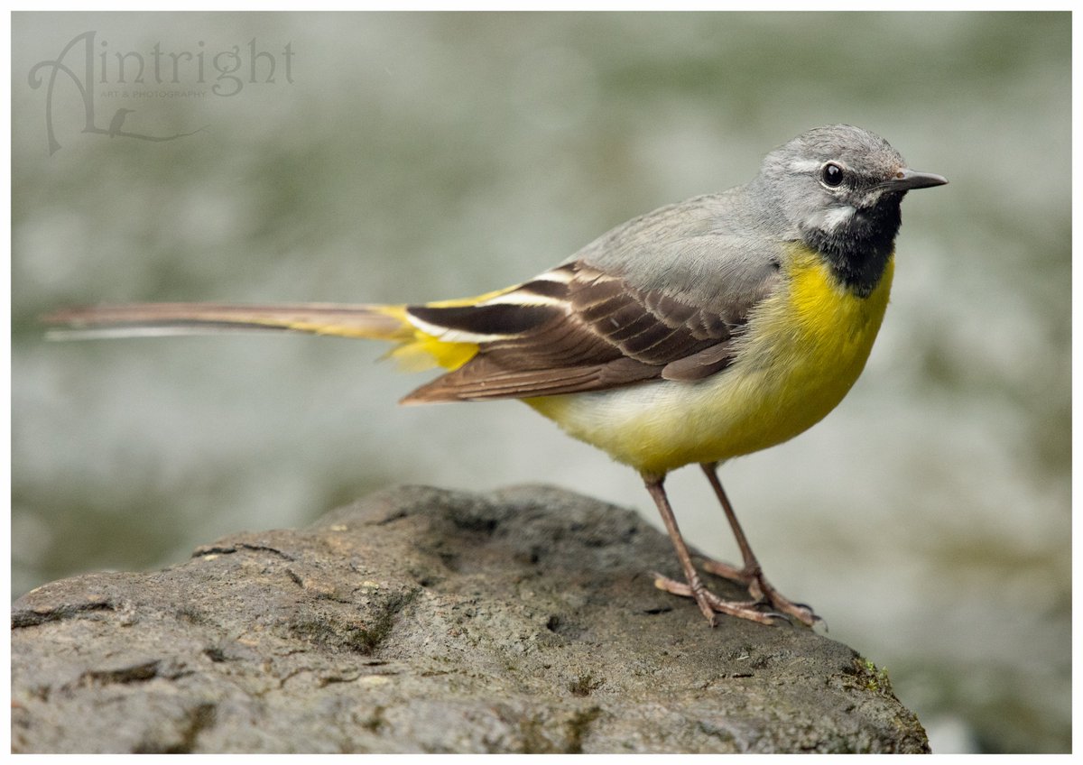 Gary the Grey Wagtail. #TwitterNatureCommunity #birdphotography #birds #NaturePhotography #BirdsOfTwitter
@Natures_Voice