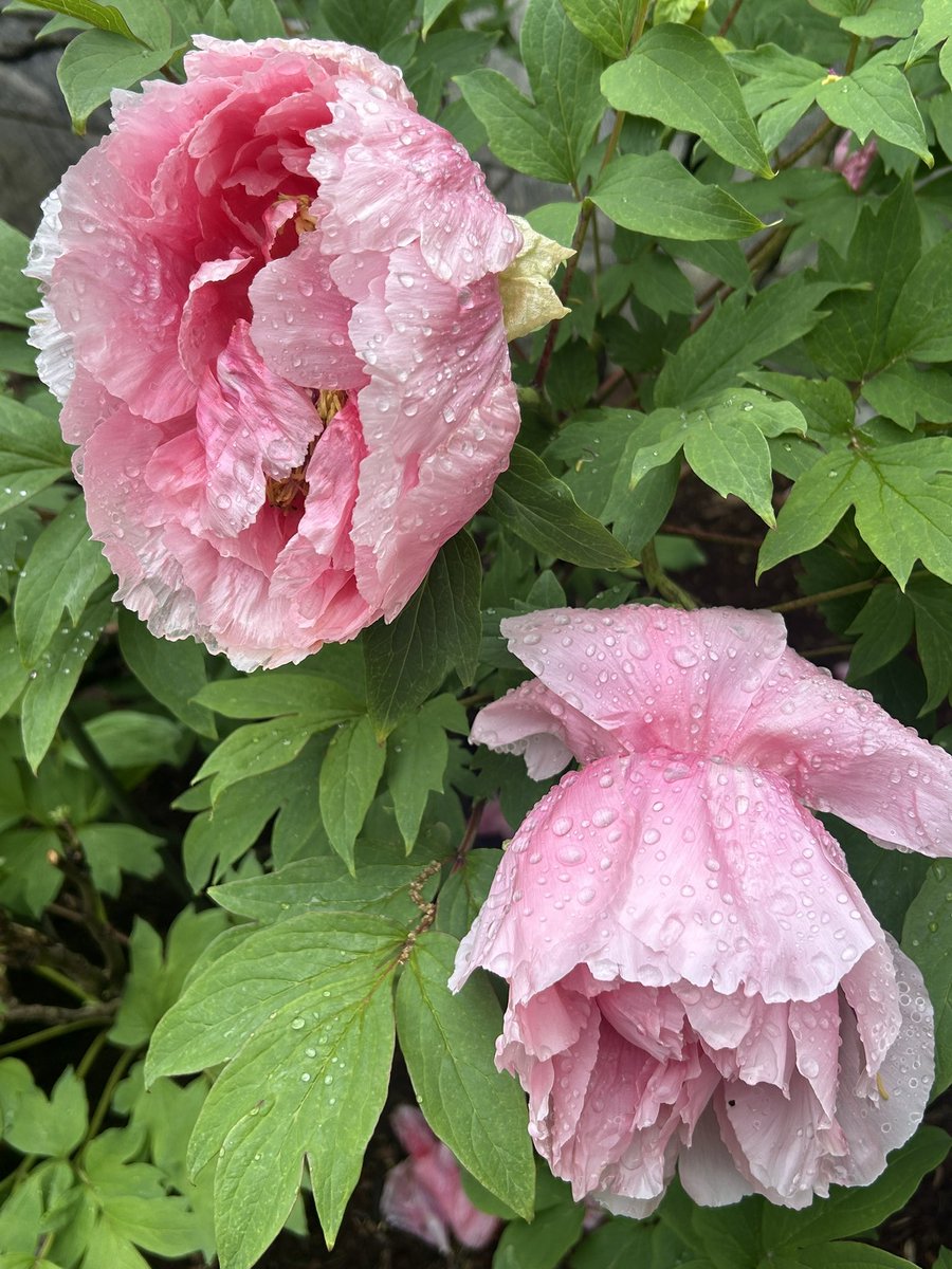 Peonies in the rain.,