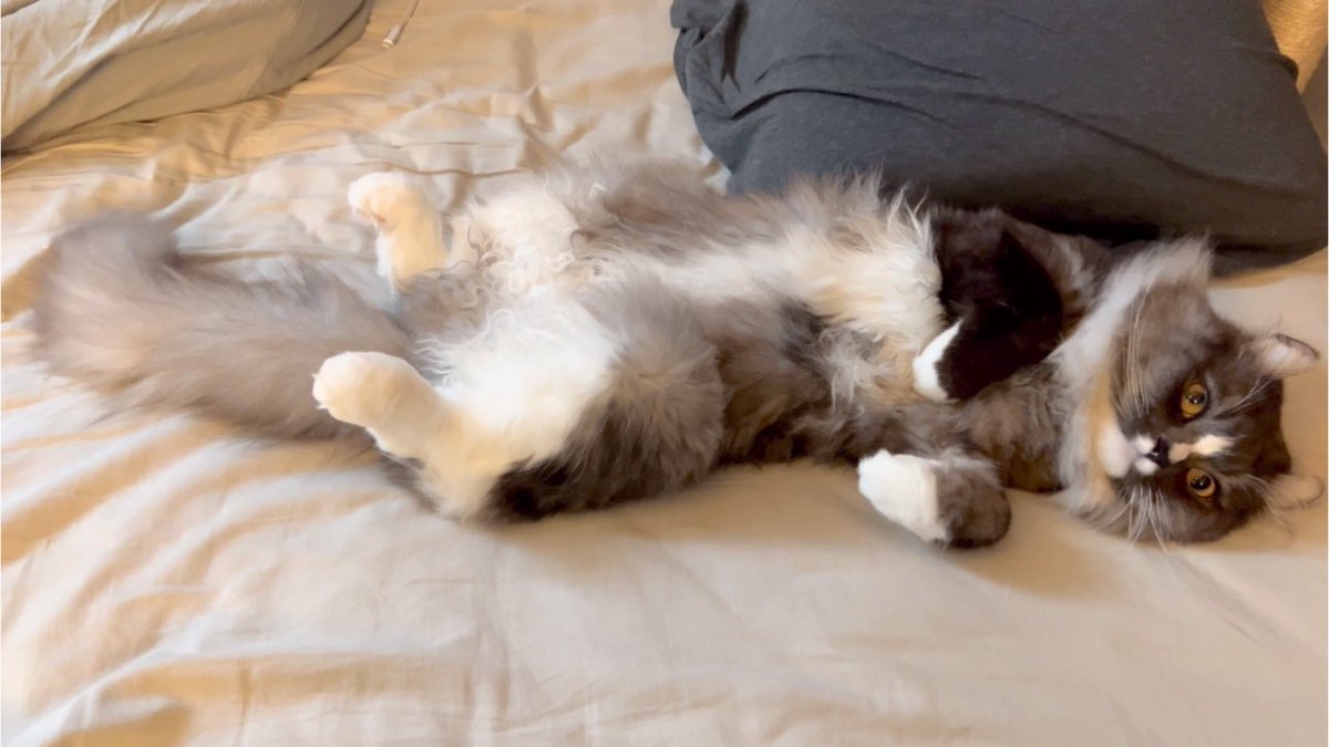 外出しなきゃいけないけど添い寝待ちな猫
動画はこちらです⬇️
youtu.be/nJ9U7LvvGPg?si…