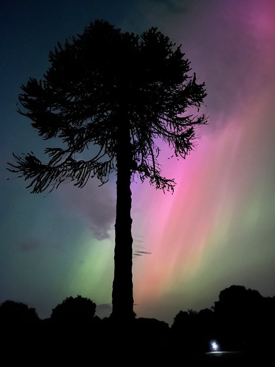 Well this is a treat! #aurora #northernlights #castlewellanforestpark