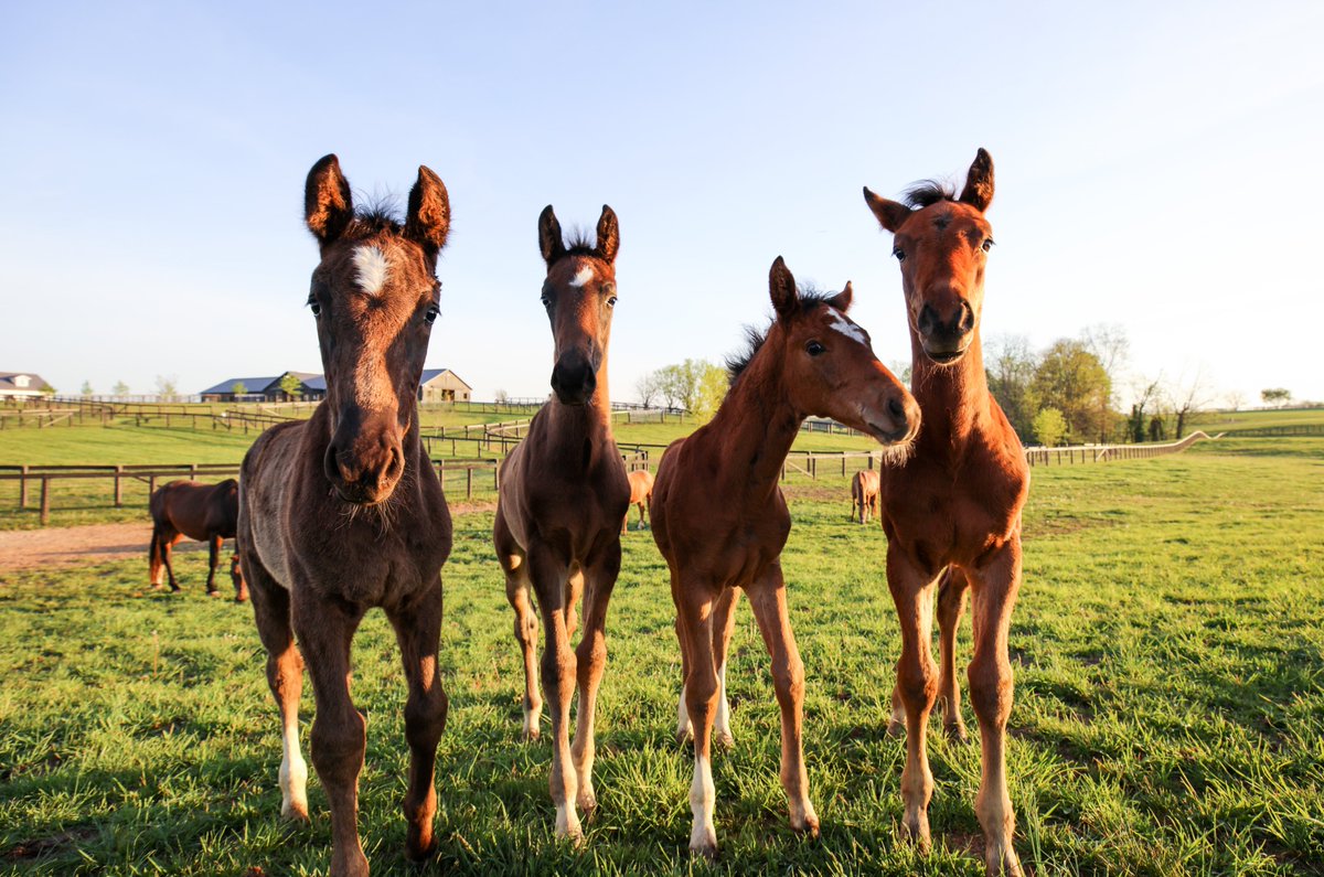 #FoalFriday is better with friends.

📍Spy Coast Farm in Lexington

#VisitHorseCountry