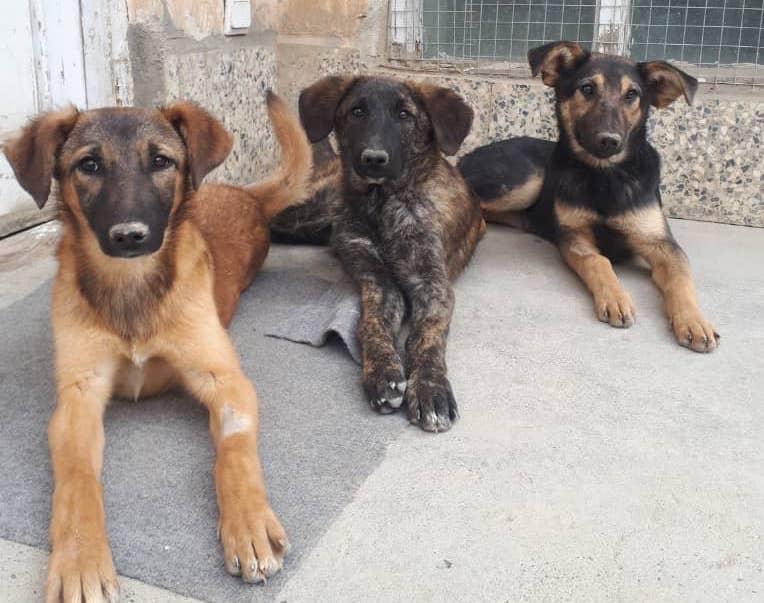 #FiveDollarFriday #FacesofKSAR Meet Irene, Hope and Lola who will join this June’s massive ✈️ of 3️⃣0️⃣0️⃣ 🐶and 🐱 to their fur-ever 🏠 in the 🇺🇸. These animals have names and personalities. For most, it is only KSAR and the streets of Kabul that are the only homes they have ever…