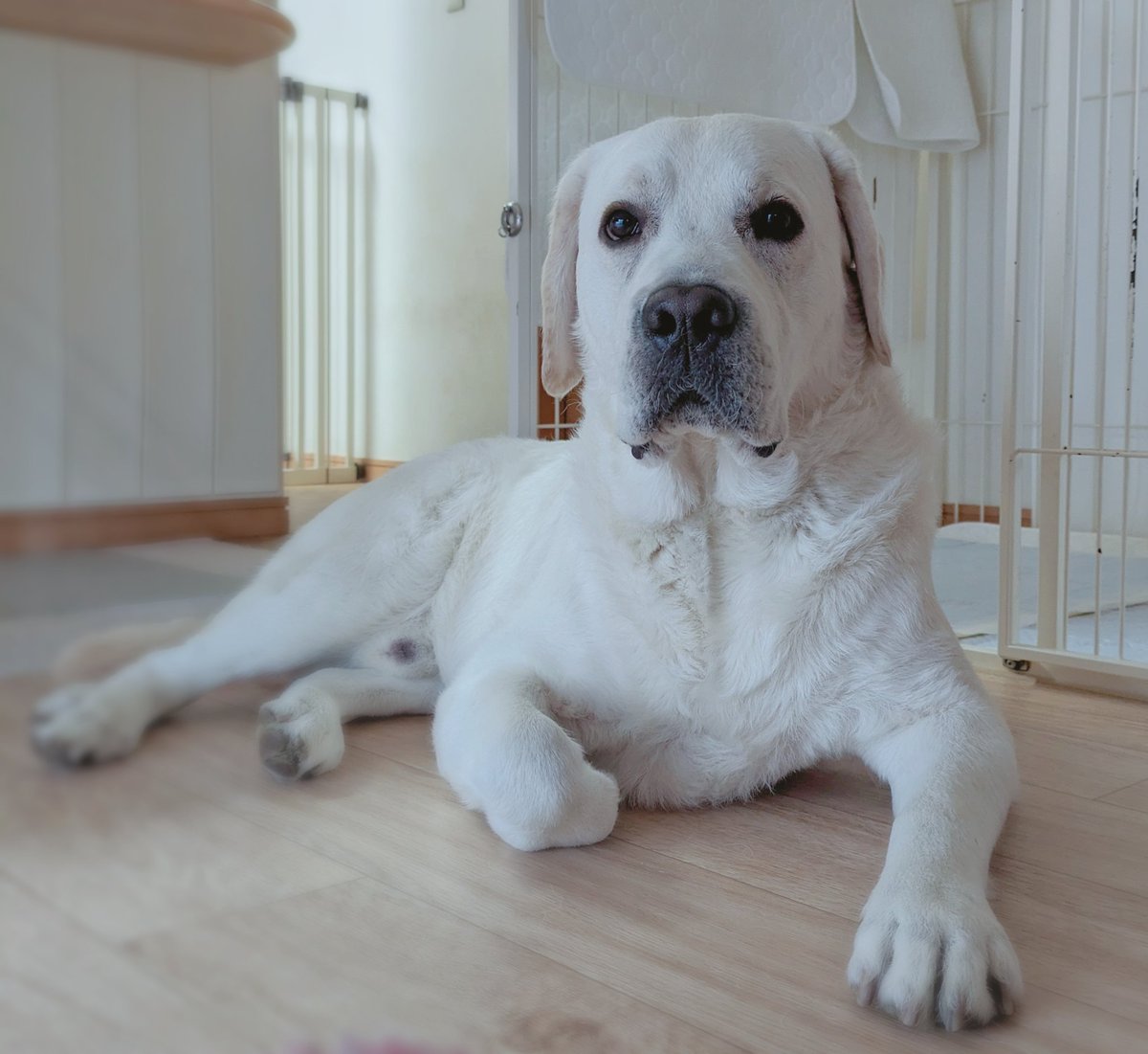 今日のソルさん🐻‍❄️☀
おはワンっ🐾🎶

#ラブラドール
#ラブラドールレトリバー
#Labradorretriever
#犬　#ドッグ　#Dog
#犬のいる幸せ
#犬との暮らし