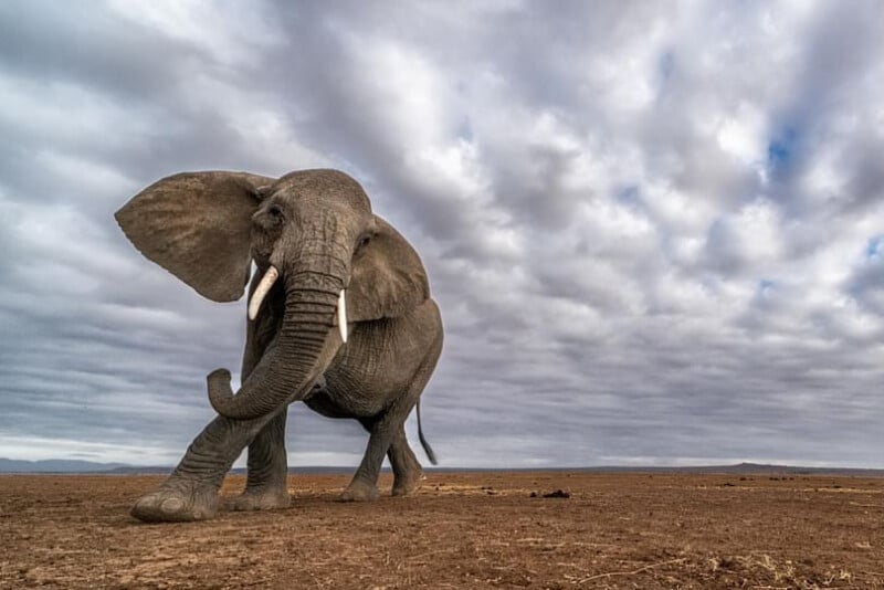 #Elephants almost trample #camera but #photographer gets #PerfectShot zorz.it/4aHRYUn | #PesalaBandara #WildlifePhotographer #YarinKlein #AmboseliNationalPark #Kenya #NikonD850