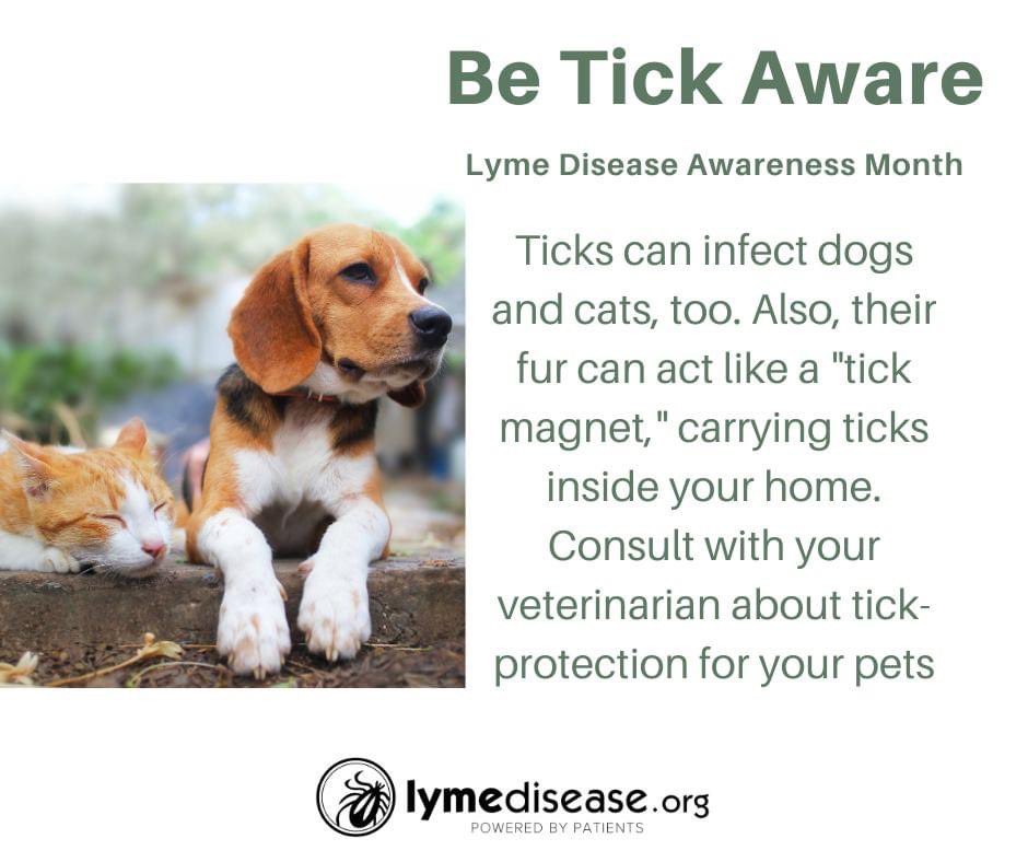 Lymenews's tweet photo. People who own pets should be particularly concerned about ticks, both for their animals’ sake and for their own. Dogs, cats and horses may contract Lyme disease and other bacteria carried by ticks. 
Learn more:  https://t.co/GhSd8vrm02 #LymeDiseaseAwarenessMonth https://t.co/RKnjOnNDop