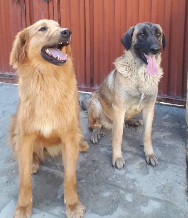 #FiveDollarFriday #FacesofKSAR Meet Chelsea and Finn who will join this June’s massive ✈️ of 3️⃣0️⃣0️⃣ 🐶and 🐱 to their fur-ever 🏠 in the 🇺🇸. These animals have names and personalities. For most, it is only KSAR and the streets of Kabul that are the only homes they have ever…