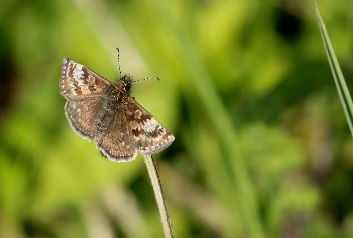 I have had a great afternoon today particularly with Butterflies! This is a Dingy Skipper (Erynnis tages) - not very dingy, but quite striking with subtle browns & cream merging in the wing pattern! Enjoy! @Natures_Voice @NatureUK @Britnatureguide @KentWildlife @savebutterflies