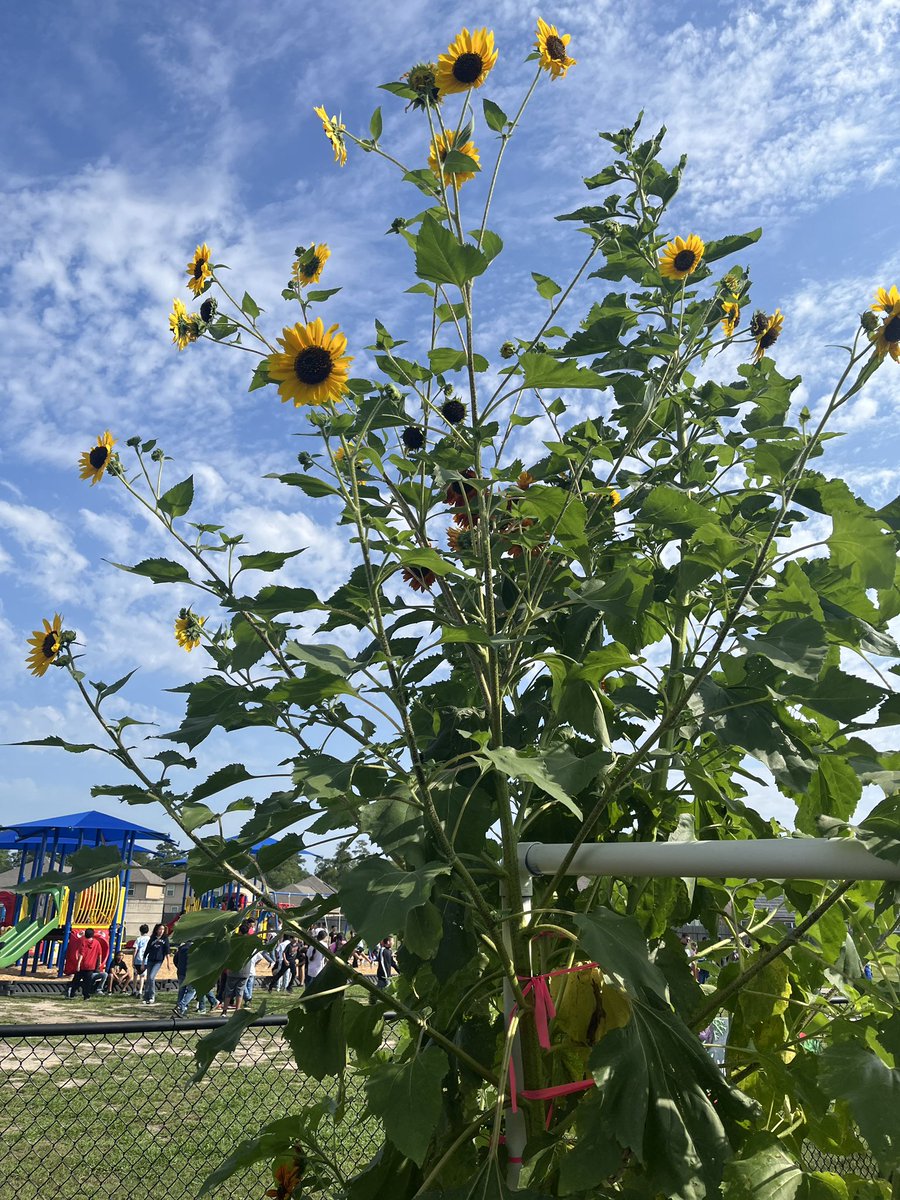 thegoodread's tweet image. Look at our garden grow! @CarrollColts @SheldonISD #garden #gardening 🪴 🌱