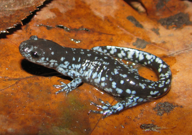 It's #AmphibianWeek🦎 Check out the Blue Spotted Salamander (Ambystoma laterale), Endangered Species. It is a slender salamander reaching a length of 4 to 5 1/2 in. Learn more about PA's amphibian populations: ow.ly/SUXp50RBXoV #PAFishandBoat #Salamander #Conserve